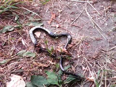 Убитый уж. Уж обыкновенный пузо. Гадюка и кобра и уж. Змеи иркутской области. Гадюка на даче.