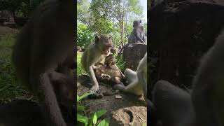 Watch Our Cute Monkeys Bring Joy! #Eleanor💖🐒 #virals #monkey #Ambertroop #Angkorwat #SovanaTroop