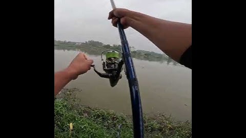 Hello ae Thái Nguyên. Lâu lắm e mới câu lục trắm đen #lkhoa #dcgr