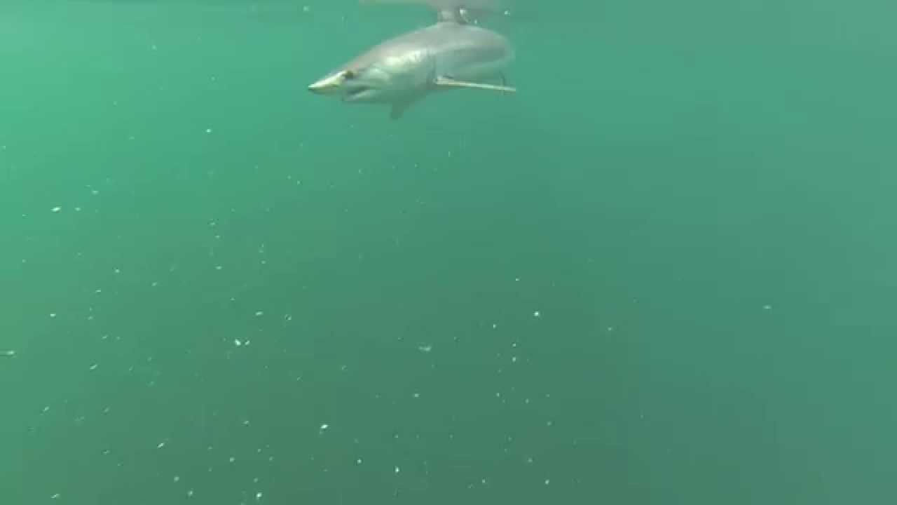Underwater Footage of Mako Shark YouTube