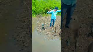 Download Lagu a secure CW Mandi di Kali gaddi piche 😀 MP3