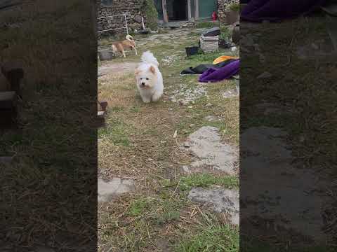 아침산책을 옆집으로