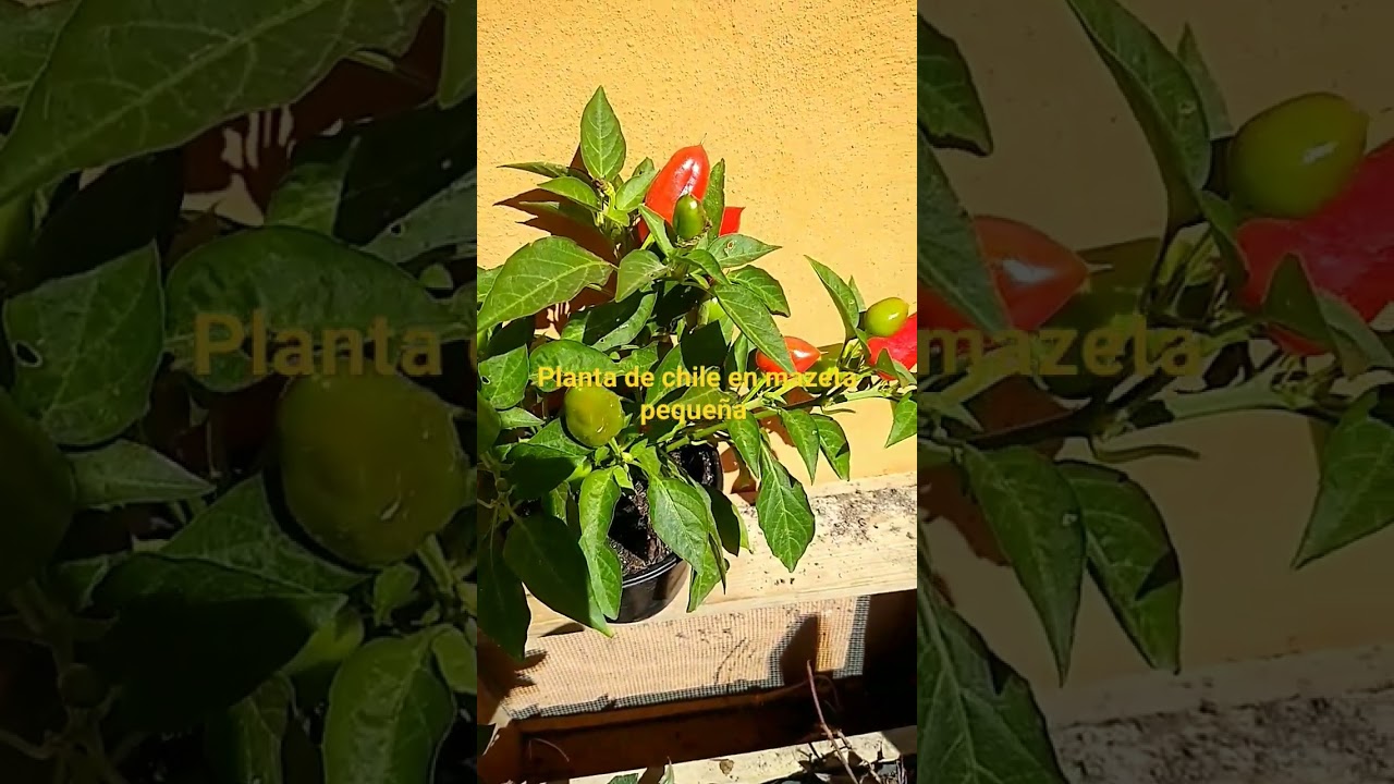 Planta de chile/ajíes 