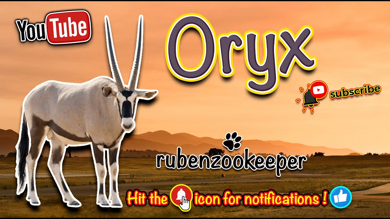 welcome to my animal keeper life don't miss the oryx