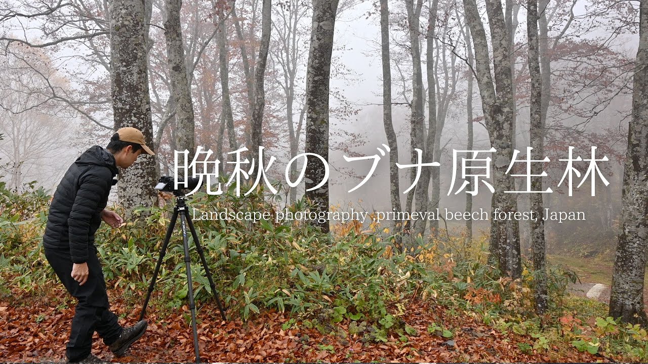 Landscape photography] Beautiful world of beech forests and fog in