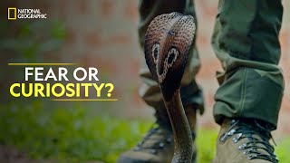 Fear or Curiosity? | Snakes SOS: Goa’s Wildest | Full Episode | S4-E2 | National Geographic