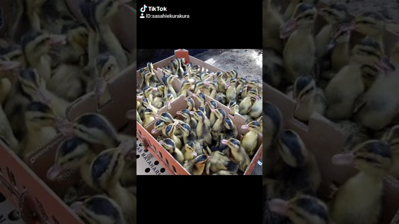 Sentra Bebek Alabio Amuntai 