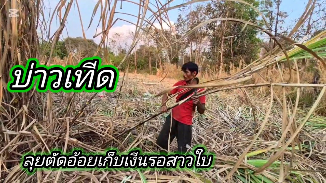 บ่าวเทีด ‼️ลุยงานตัดอ้อยเก็บเงีน 23 กุมภาพันธ์ ค.ศ. 2026