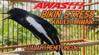 Suara Burung Kacer Bikin Lawan Emosi Gacor, Pancingan Kacer Agar Cepat Emosi Gacor