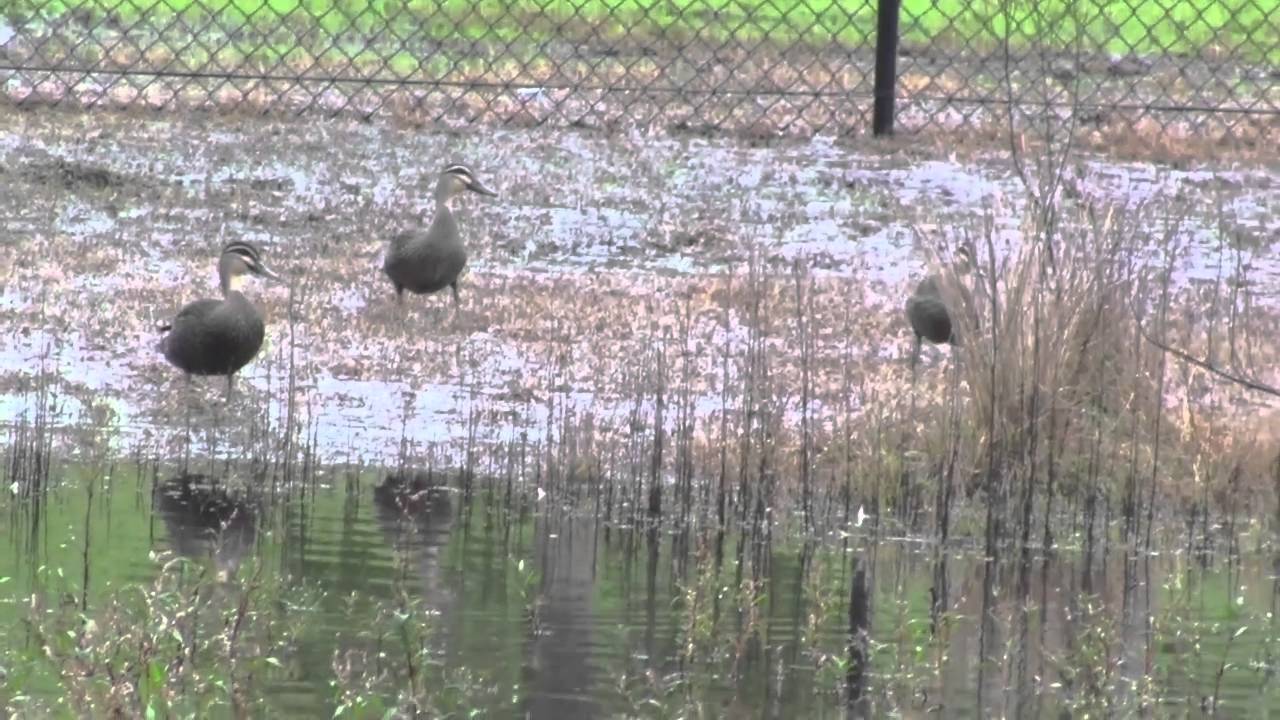 Birds of Sydney Park Wetlands