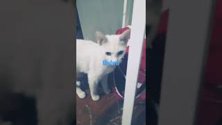 Benim 4 Kedim Var Kedi Listesiduman,Balım,Şans,Bero