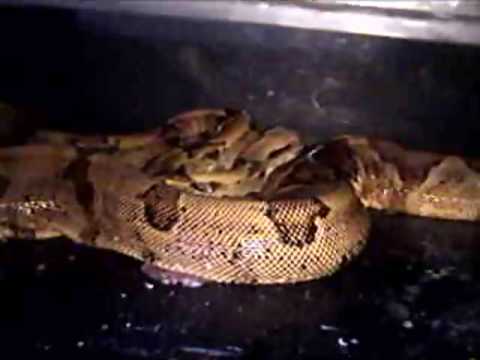 boardgamegeek Farrah Has Her Babies Part 4 of 6