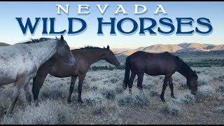 WILD Mustangs of NEVADA!