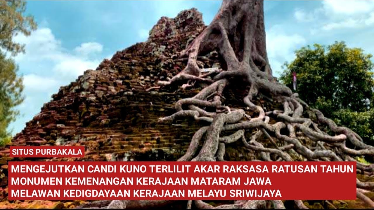 Unik Akar Pohon Raksasa Tidak Bisa Dipindah Mencengkram Candi Kuno