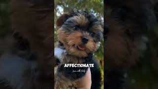 Yorkshire Terrier Puppies | Interesting Facts #youtubevideos #viral #trending by Learn With Facts 224 views 13 days ago 1 minute, 21 seconds