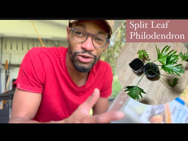 pothos live plant Golden Pothos Live Plant - Devil's Ivy - Easy Care Indoor Foliage