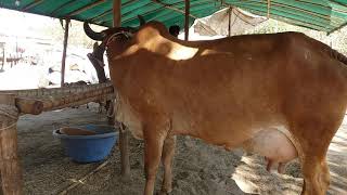 DHAMNO DHAR MP 9571987486