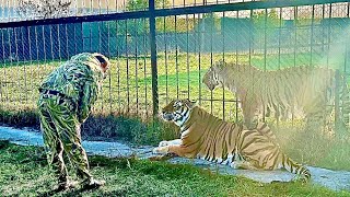 картинка: СУМАТРАНСКИЕ тигры доживают свои последние дни в Тайгане! Тигр Акбар даже подпускает Олега Зубкова!