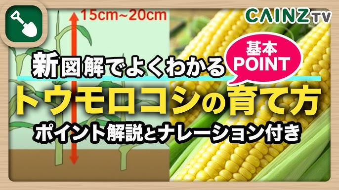 トウモロコシの育て方 基礎からわかる美味しいとうもろこしの栽培方法 土作り 間引き 肥料 収穫のタイミング カインズ野菜栽培 Youtube トウモロコシの育て方 基礎からわかる美味しいとうもろこしの栽培方法 土作り 間引き 肥料 収穫のタイミング カインズ野菜栽培 Youtube