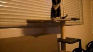 Kitten Spaz