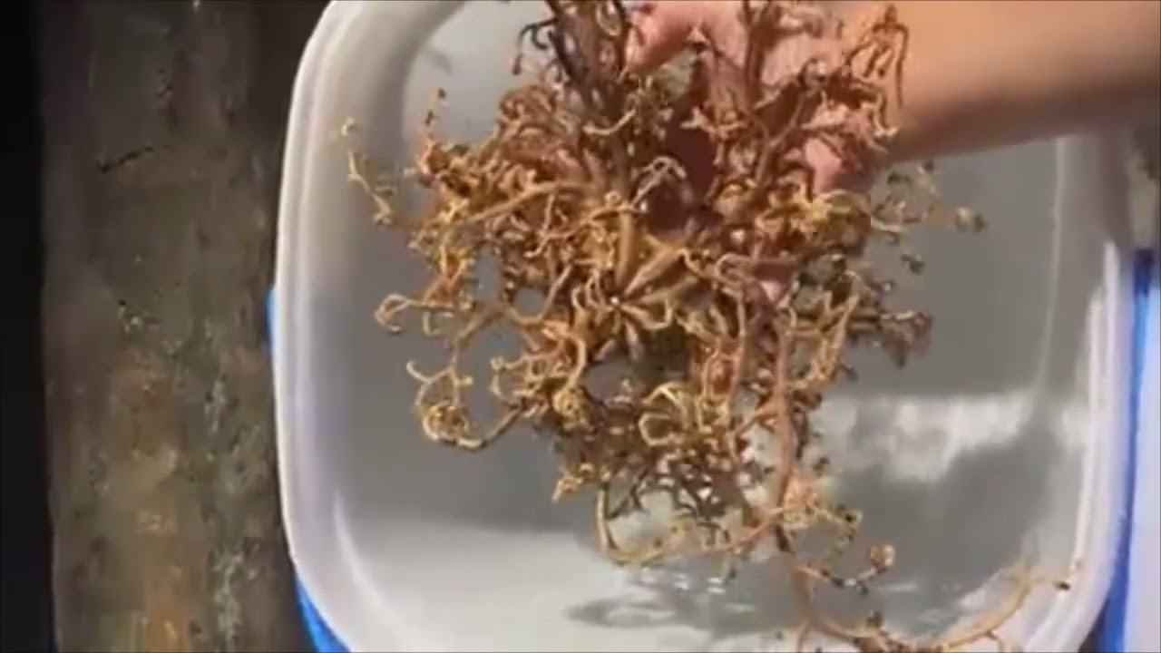 Der "Basket Star" (Gorgonocephalus eucnemis)