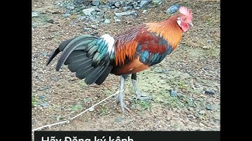 Tổng hợp những con gà rừng đẹp nhất (Qaib qus zoo nkauj)