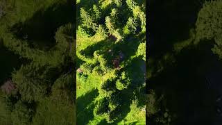 Top View of the Ore Mountains Forest 🌲 Drone Nature View &amp; Peaceful Summer Sounds #nature #hiking