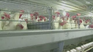 Bird flu case confirmed in second Georgia poultry flock