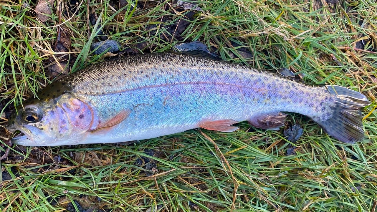 e Luks、TROUT FISHERMEN,BERK HILLS e Luks、TROUT FISHERMEN,BERK HILLS Lake Trout Fishing in