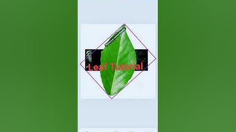 Text Effects Leaves Hack on Canva