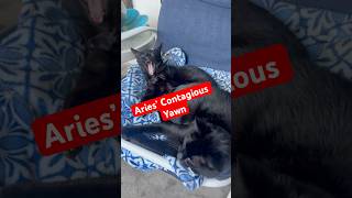 When One Yawns, The Other Follows The Ultimate Copycat Moment