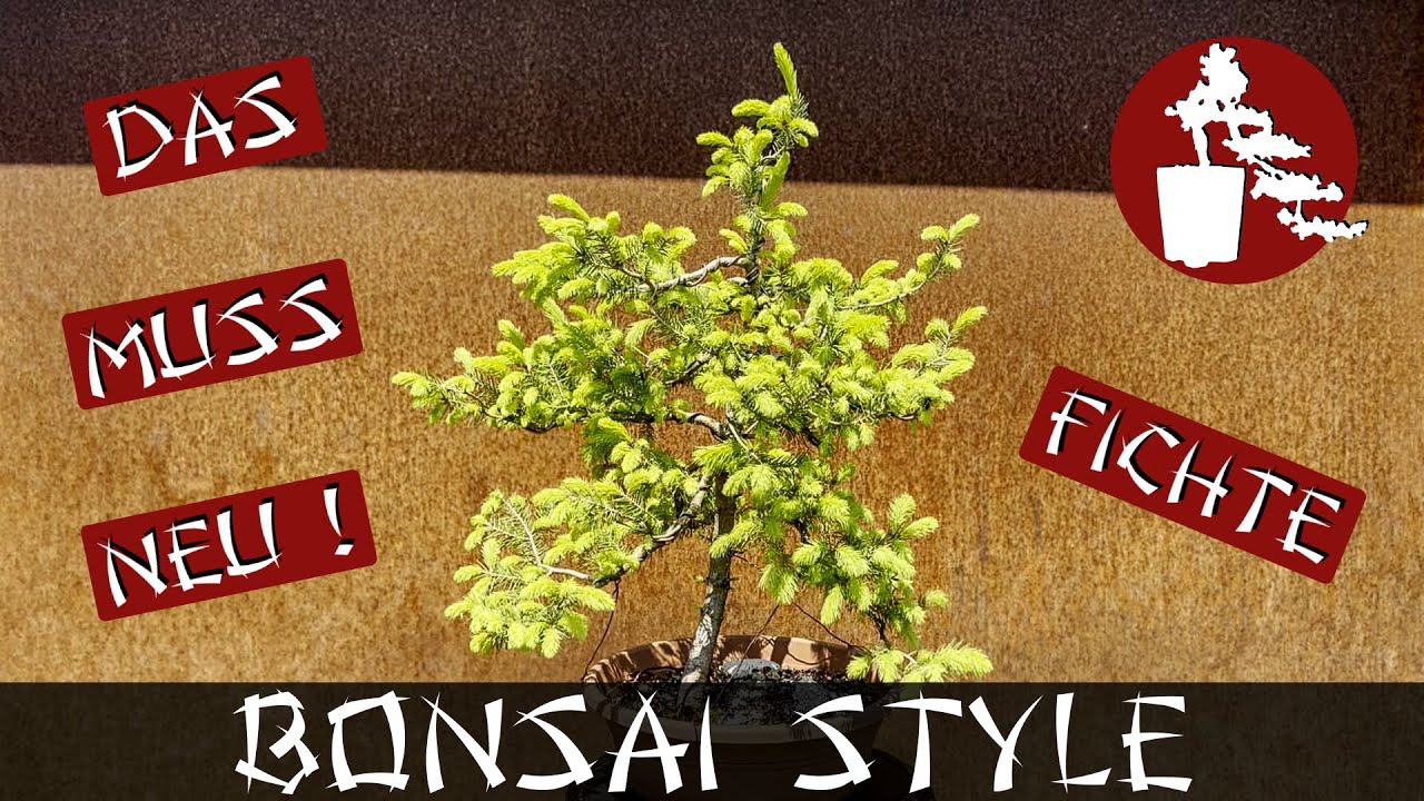 Gestaltung Next Level Fichte (Picea) 061 Bonsai Style YouTube