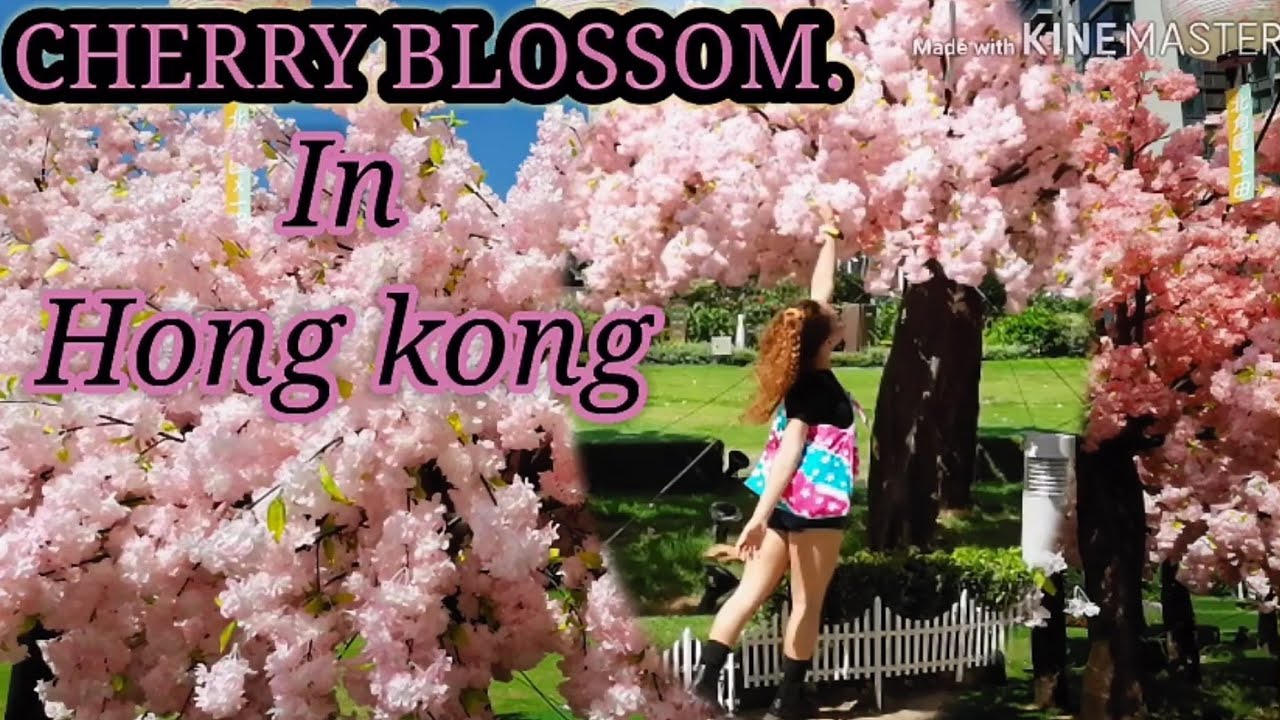 Cherry blossoms (Sakura tree's) in HONG KONG YouTube