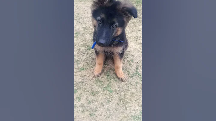 My Cut MAX(Jerman Shepherd)