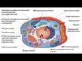 Биологическая клетка (рассказывает биолог Евгений Шеваль)