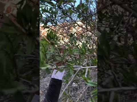 برنامج إكثار نباتات نيوم البرية