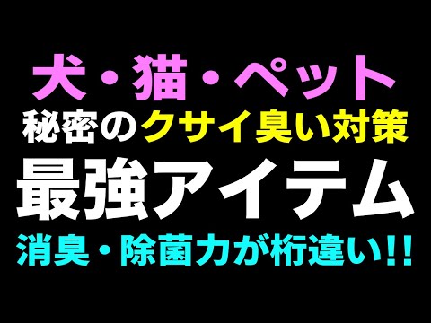 犬猫ペットの臭いを強力消臭除菌✨秘密の高コスパ最強グッズがこれ❗ビーグル犬ハピちゃん日記