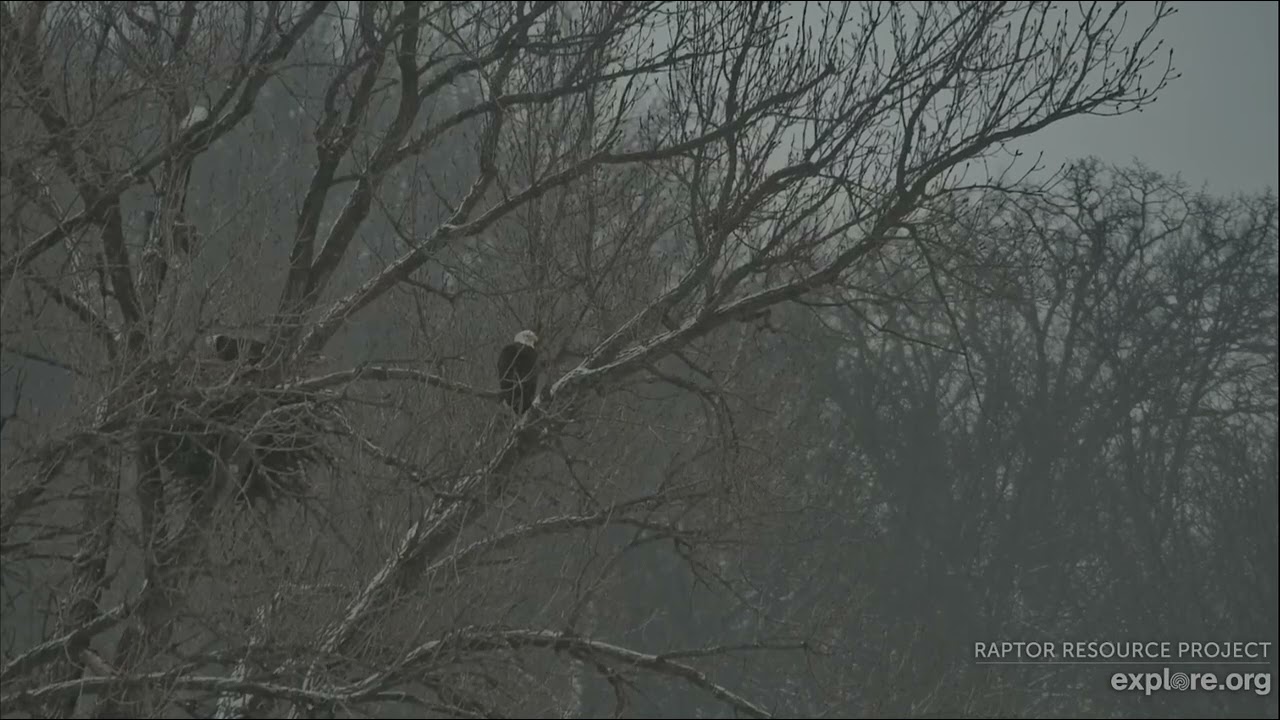Decorah Eagles 1-17-26 Female then HD to N6, HD tests the nest fit