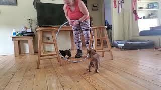 AKC Novice Trick Dog Title 11 week old Dachshund Blueprint K9