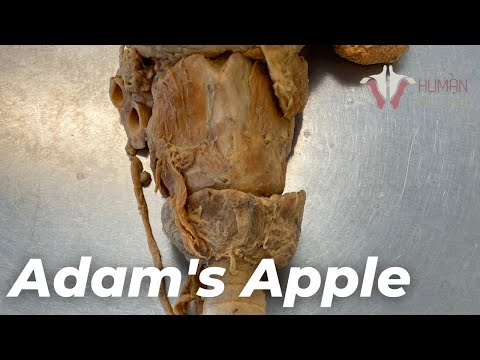 Video: Kun jij je adamsappel breken?