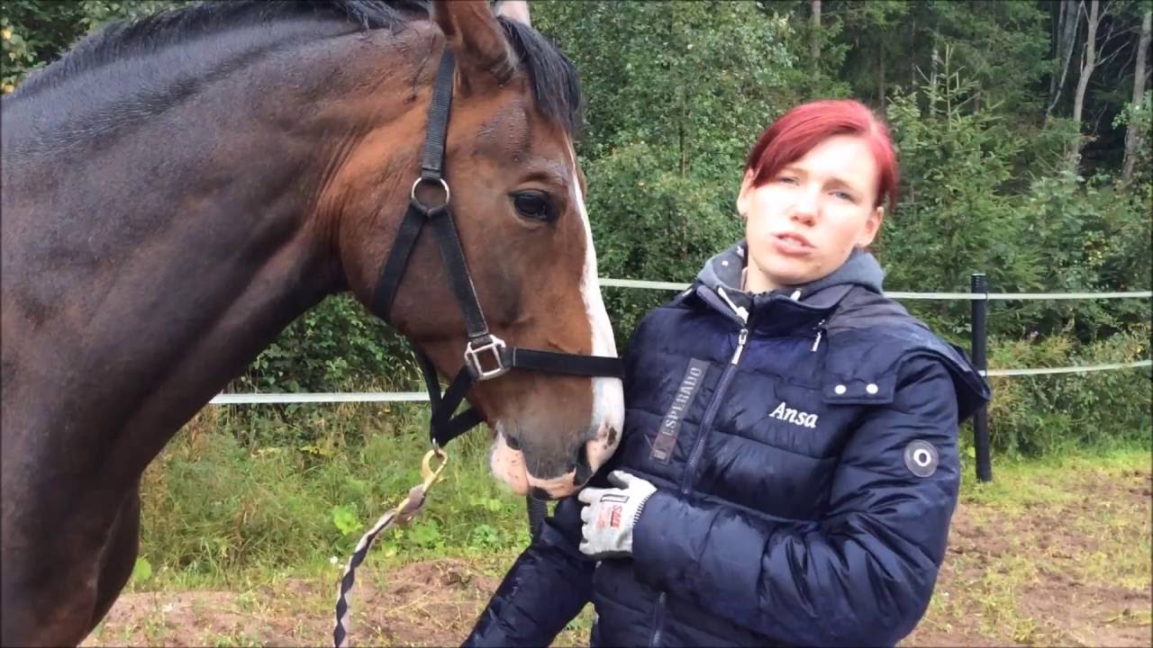 Ratsastuskoulu Kartanon Talli