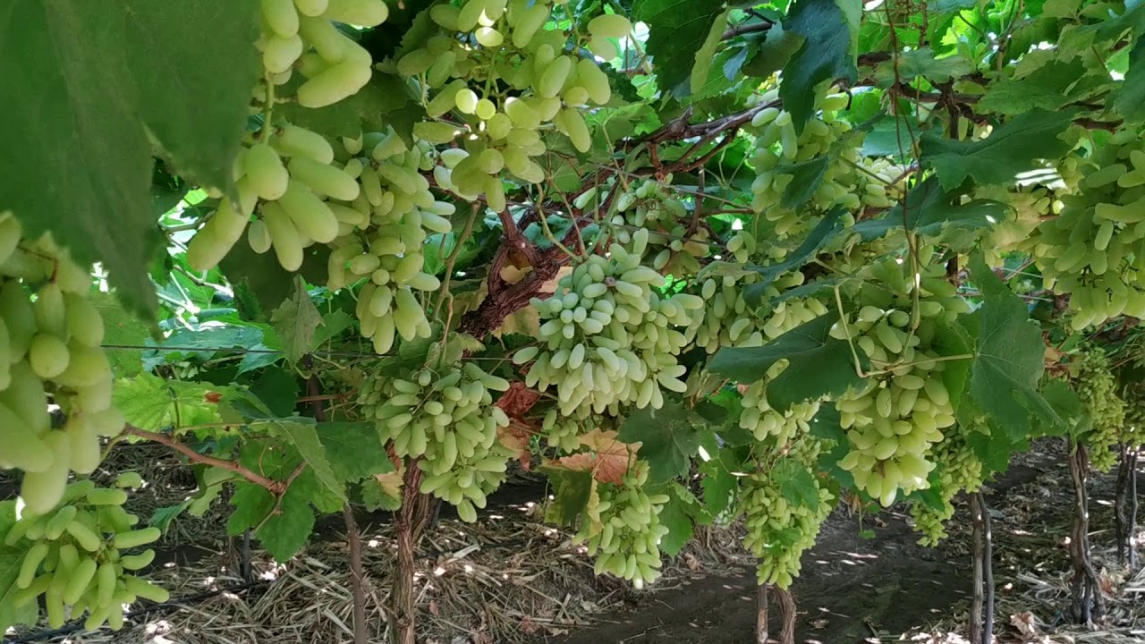 Super Sonaka# quality grapes 🍇famous for marketing and Kishmish# 1 acre me 20 ton Kamal 8 lac#