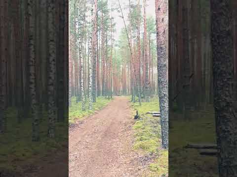Сосновый лес #cover #music #song #coversong #singer #рекомендации #природа #огород #лето #лес #бор