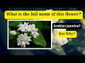 Indian Jasmine | Arabian Jasmine | History Explained  and interesting facts