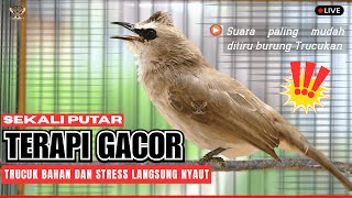 TERAPI PAGI - SIANG - MALAM‼️PANCINGAN TRUCUKAN BAHAN NYAUT ROPEL PANJANG  - MASTERAN TRUCUK JUARA