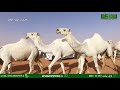 مسيرة النادرات للمالك ذعار مناحي آل حليط آل بريك الدوسري المشارك في مهرجان الملك عبد العزيز للإبل 5