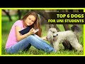 BEST DOGS FOR UNI STUDENTS | 6 breeds best suited for students living a busy school life