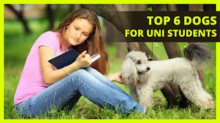 BEST DOGS FOR UNI STUDENTS | 6 breeds best suited for students living a busy school life