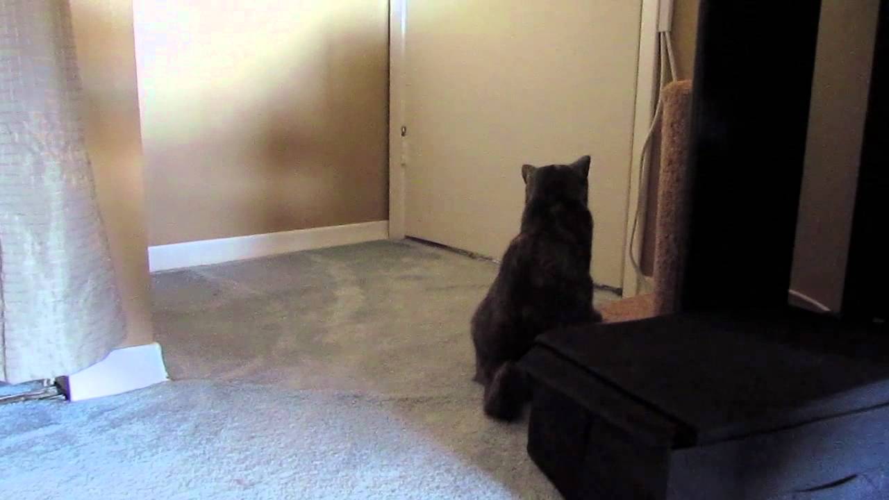do it yourself pest control coupon Cali's Spay, Recovery & Minor Complications