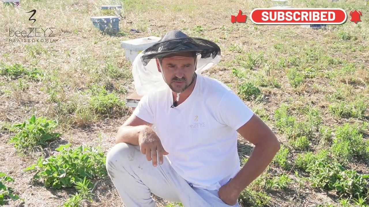 Πως αυξάνουμε τα ποσοστά αποδοχής βασιλισσών